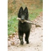 ace mit stecken 1