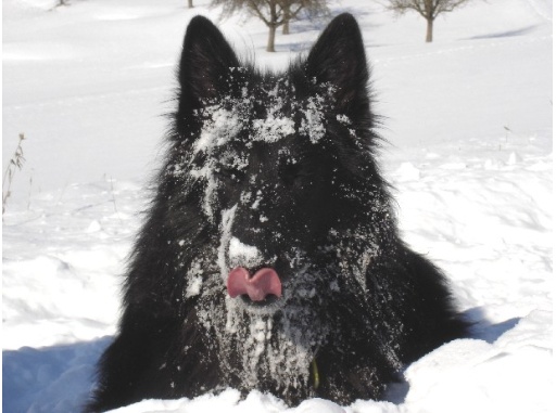 aceschneetiger.jpg