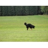 titisee063