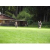 titisee067