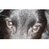 Augen