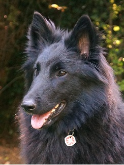nopi